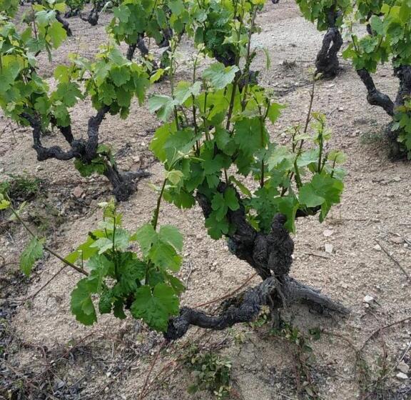بنسيون Chambres D Hôtes La Courlande