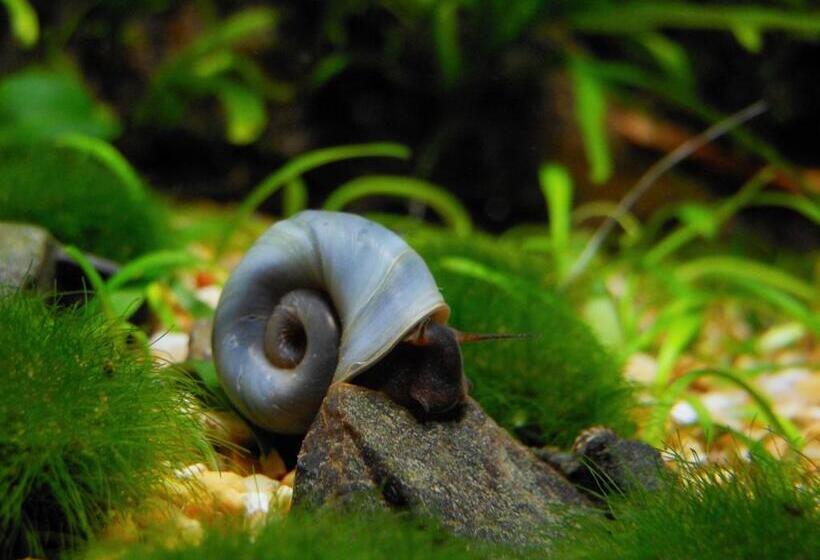 بنسيون Aquarium Room Fish And Gastropods