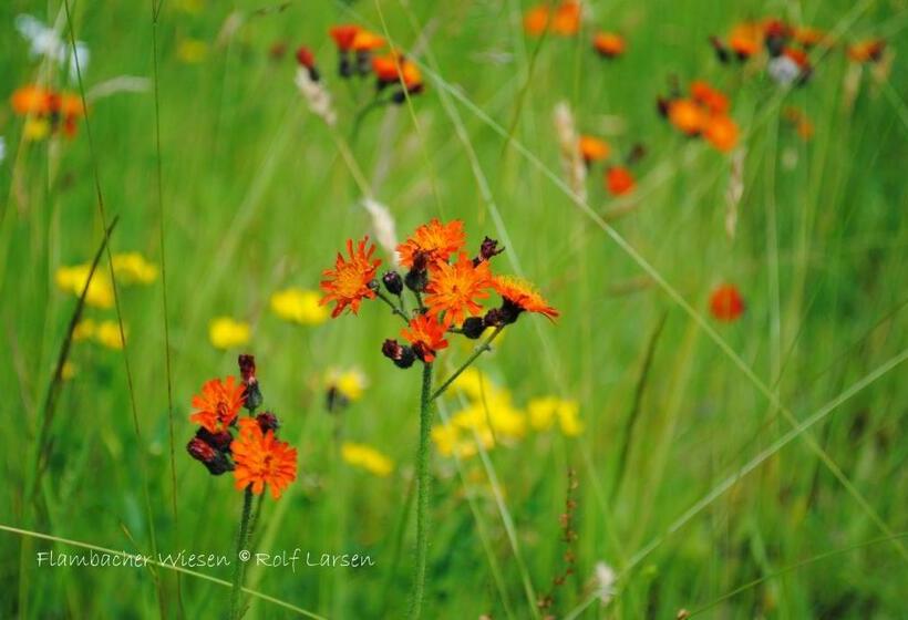 فندق صغير Flambacher Mühle