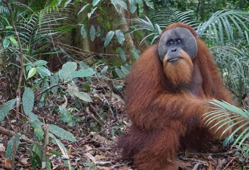 استراحتگاه Gino S Place   Guest House & Jungle Trekking