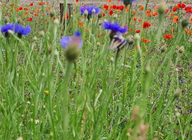 B&b Helene Hoeve