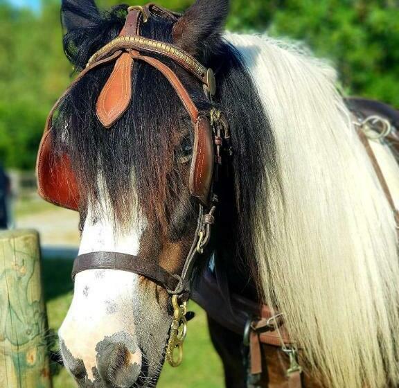 ペンション Les Chevaux De L Hippocampe