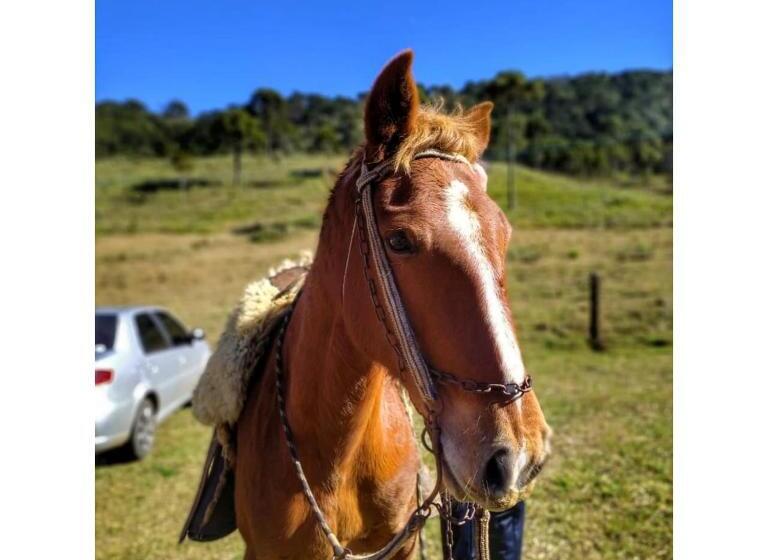 پانسیون Cabanas Fazenda Da Raia