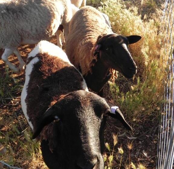 Пансион Glenview Alpaca Farm