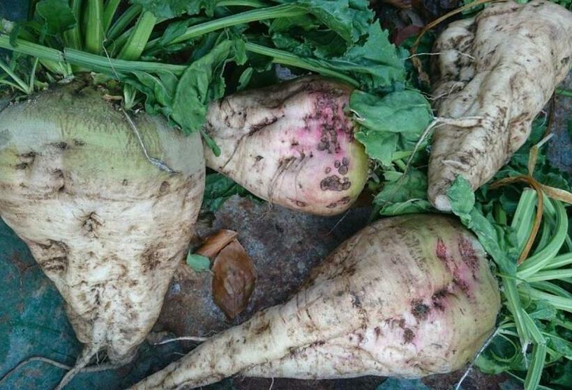 צימר Bo I Remmarlöv