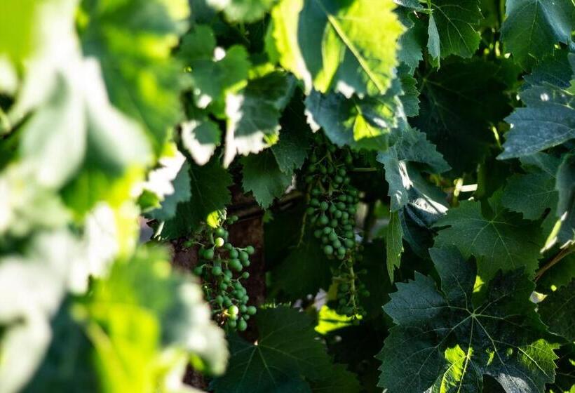 تختخواب و صبحانه The Vineyards