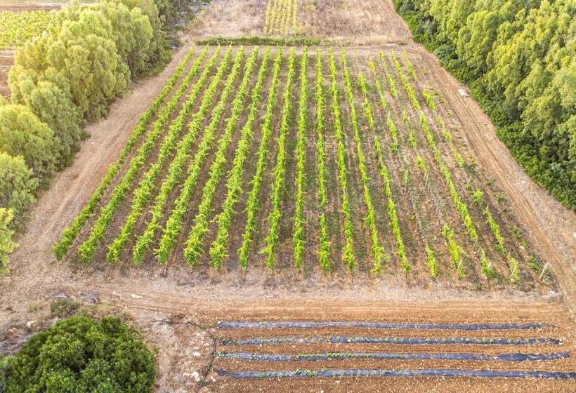 تختخواب و صبحانه The Vineyards