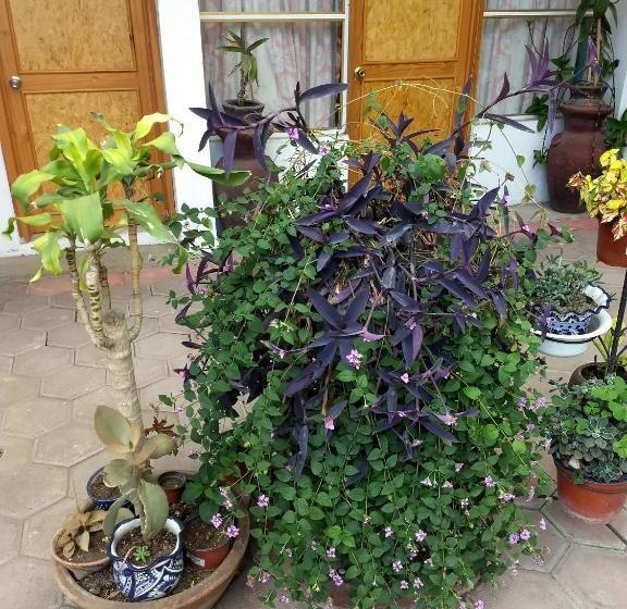 پانسیون Hostal Mago