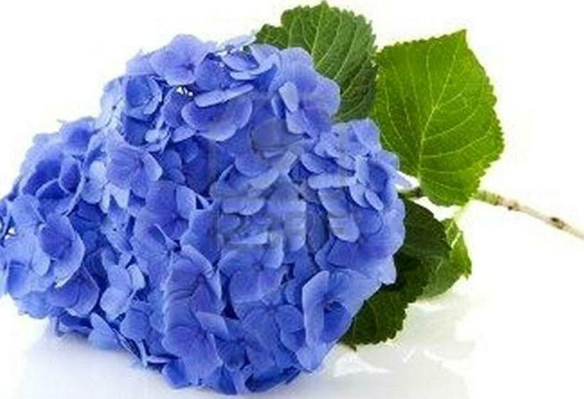 Villa Les Hortensias B&b