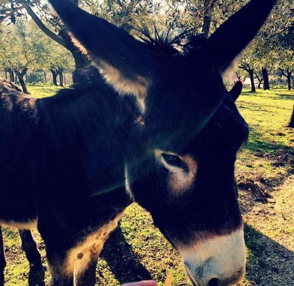 هتل Casa Agricola Scorziello