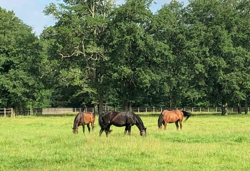Bed and Breakfast Haras Du Vignault Le Bûcher