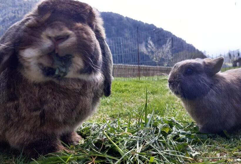 בית מלון כפרי Ferienhof Ammann