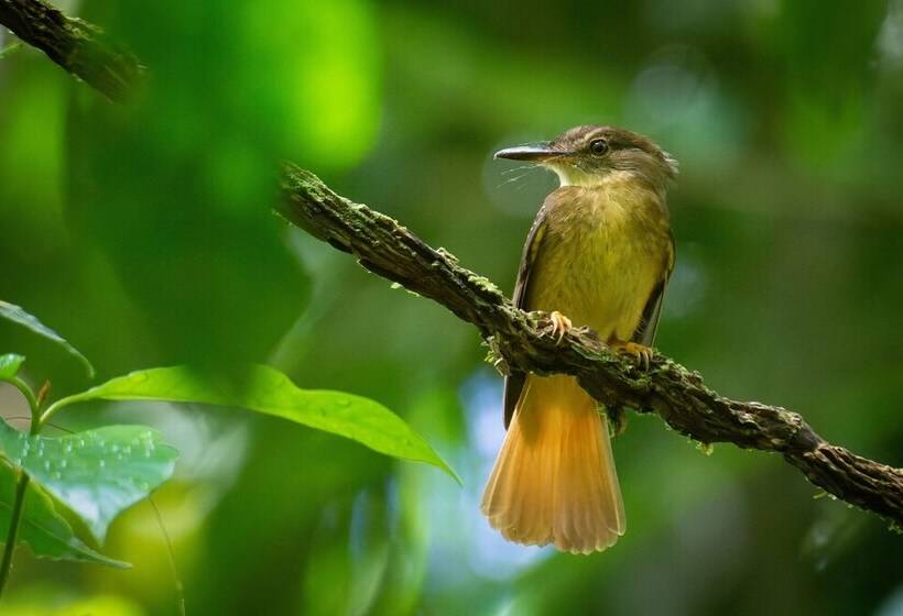 Chachagua Rainforest Hotel & Hot Springs