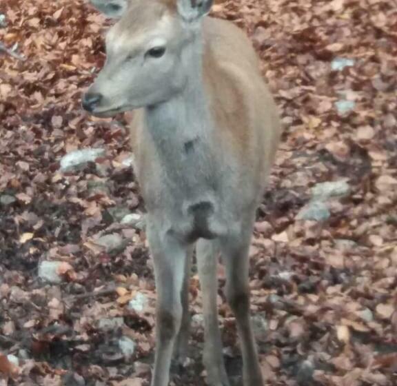 住宿加早餐  Ca  Moretti