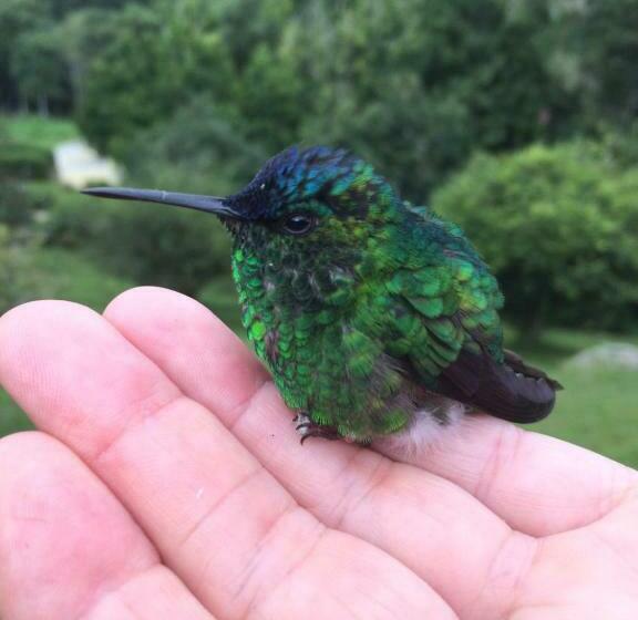 צימר Pousada Kolibri
