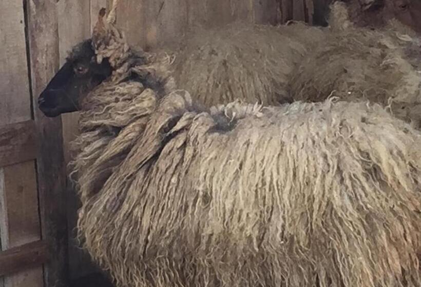 פנסיון Dósa Tanya, Vendégház