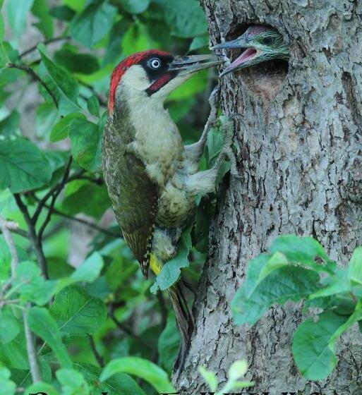 مبيت وإفطار Bawdsey Hall