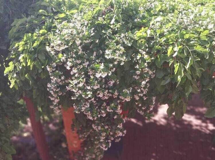 پانسیون Wisteria Lane Guesthouse