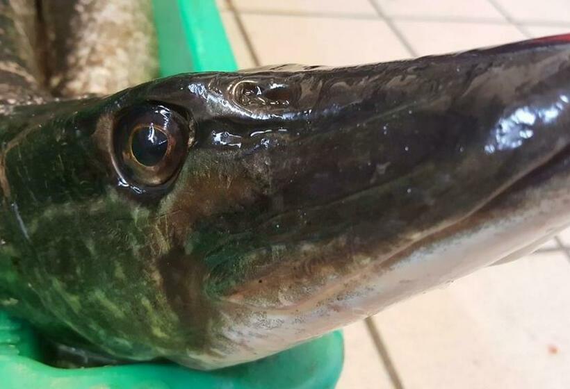 فندق صغير Gästehaus & Restaurant Seemannshus