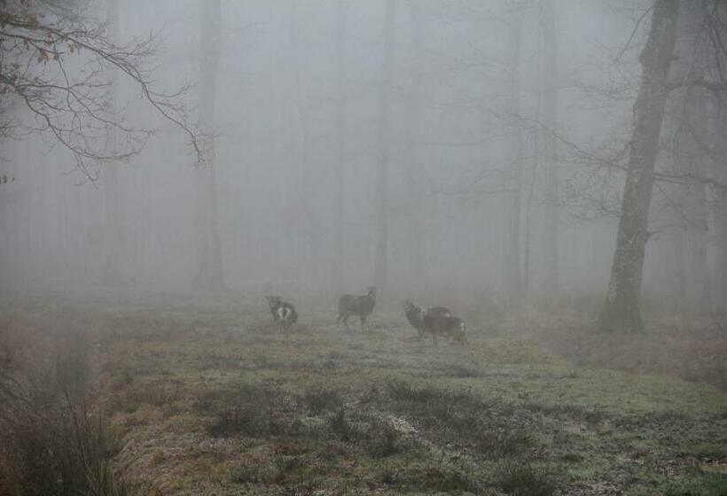 פנסיון Au Cocon De Sologne