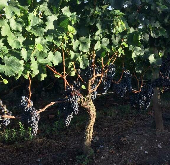ベッドアンドブレックファースト Au Charmant Des Vignes