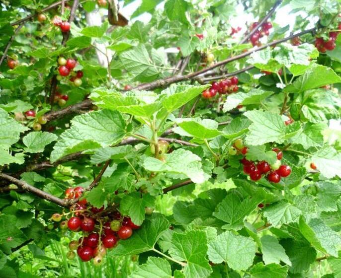 Отель Agriturismo Podere Dei Kiwi