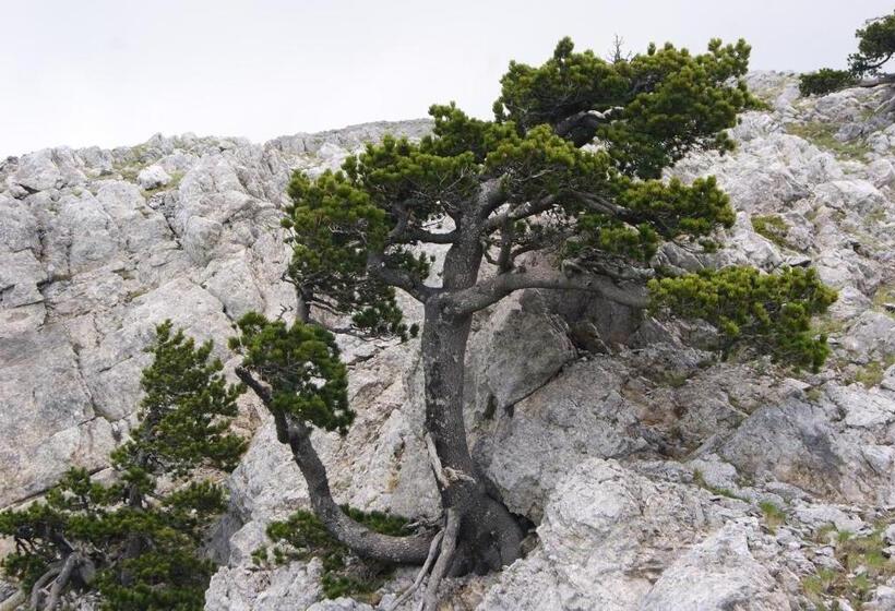 تختخواب و صبحانه Tana Libera Tutti 1 Nature, Yourself, Love