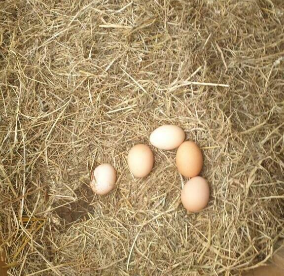 مبيت وإفطار Morland