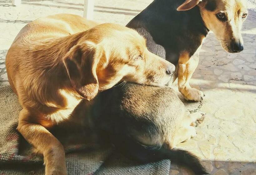 مبيت وإفطار Agriturismo Honey Farm