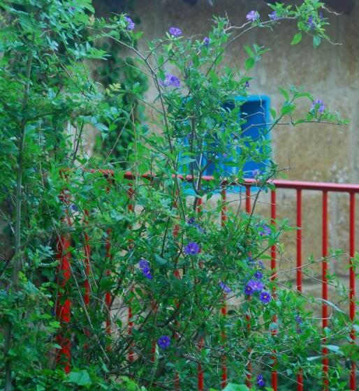 پانسیون Les Volets Bleus Provence