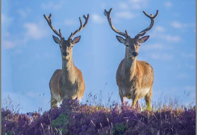 مبيت وإفطار Lathamor