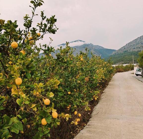 تختخواب و صبحانه Finca Oliva