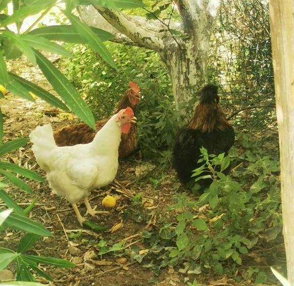 پانسیون Trenasse