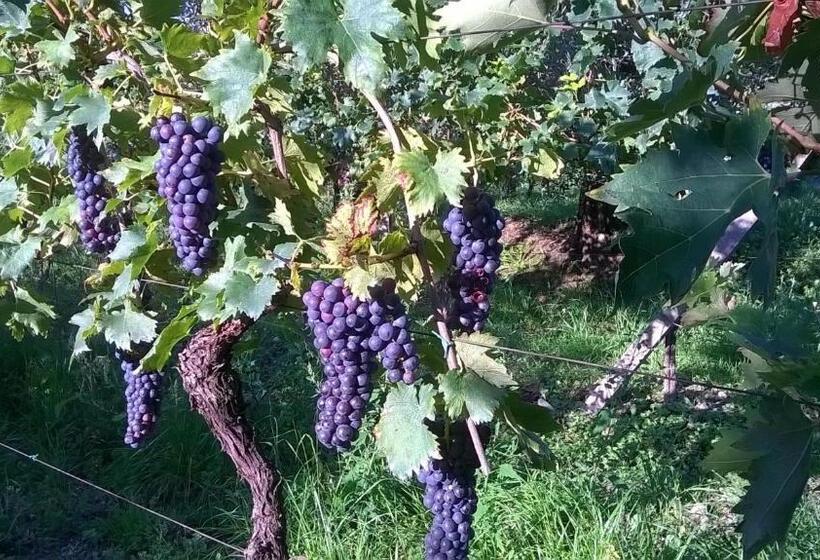 Bio B&b Vivere La Vita