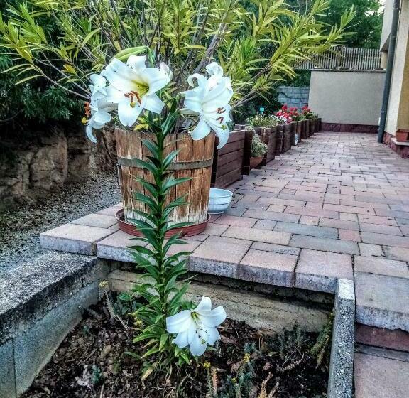 بنسيون Aqua Apartman