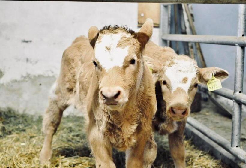 호텔 Stockreiter Vulgo Grillschmied