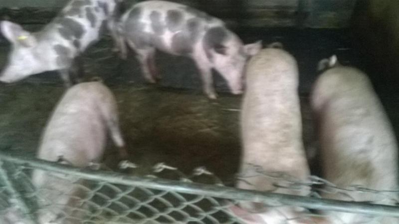 בית מלון כפרי Pensiunea ,,la Struti