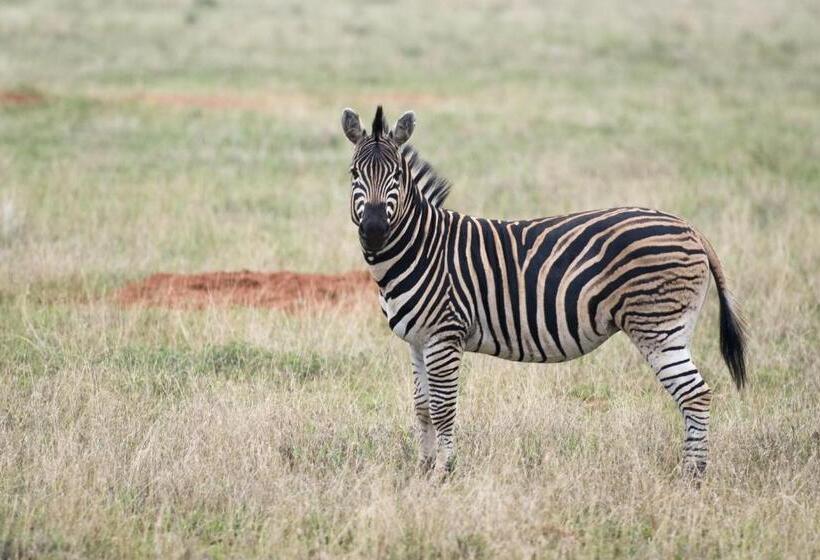 酒店 Boschfontein Guest Farm