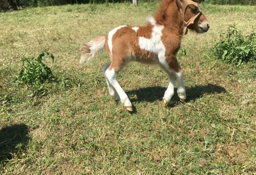 فندق Agriturismo Podere Sottogello