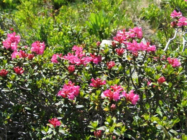 פנסיון Villa Ilse