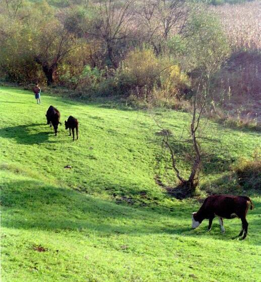 بنسيون Unglerus Guesthouse