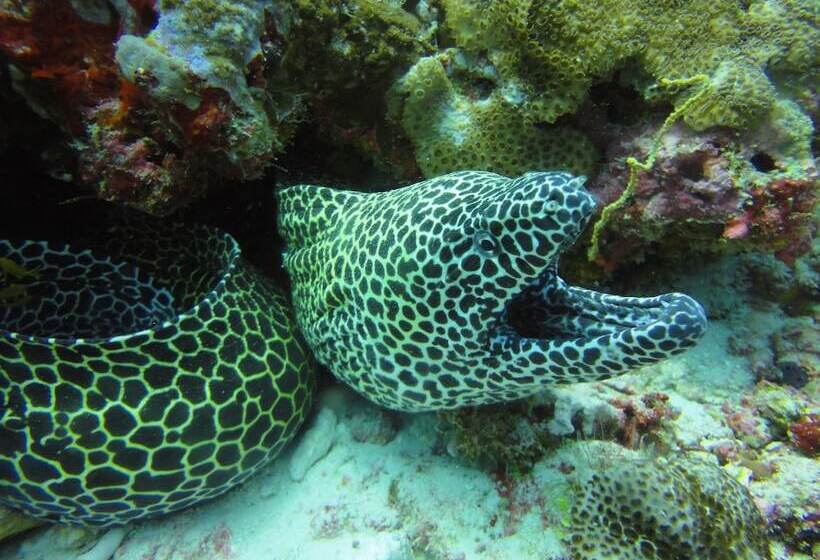 هتل Red Sea Dive Center