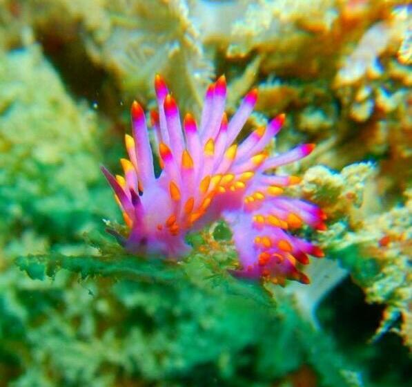 پانسیون Royal Mermaid