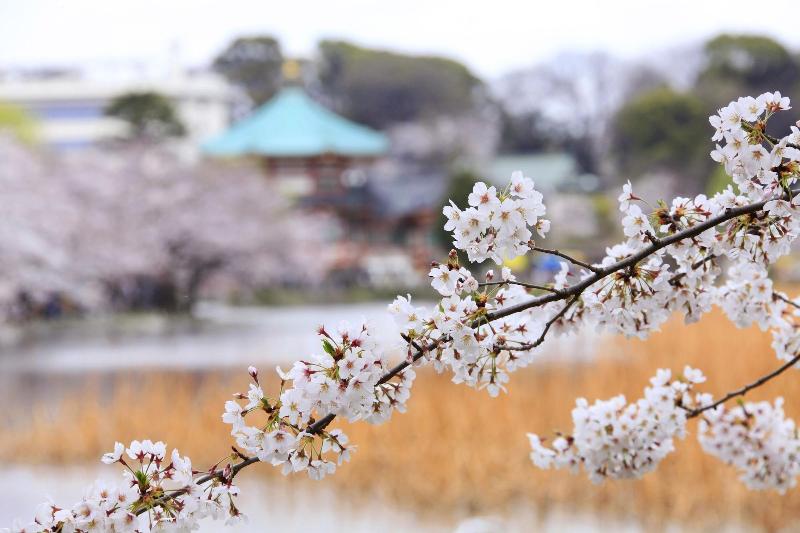 Fotos del hotel Centurion  Ueno:  19