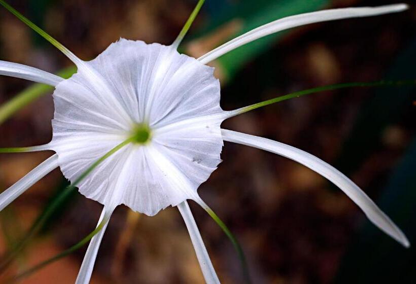 فندق Habitat Resort