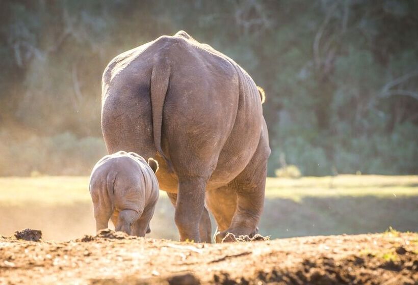 בית מלון כפרי Botlierskop Private Game Reserve