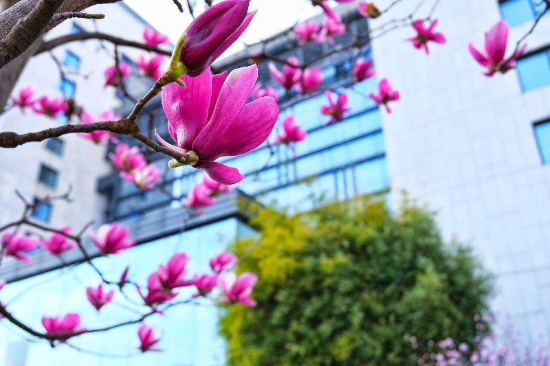 هتل Crowne Plaza Huangshan Yucheng, An Ihg