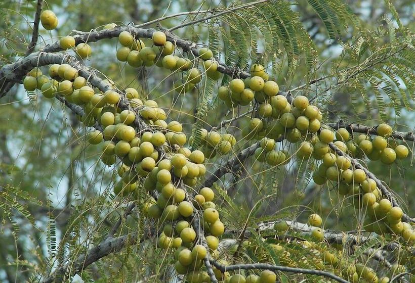 Fotos del hotel Rajasthali Resort And Spa:  14