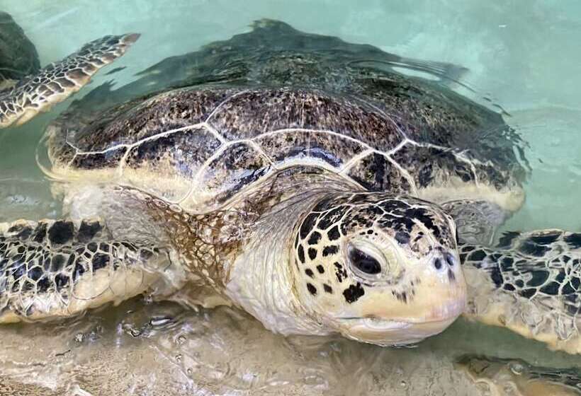 هتل Toyoko Inn Fujisan Numazu-eki Kita-guchi No.2