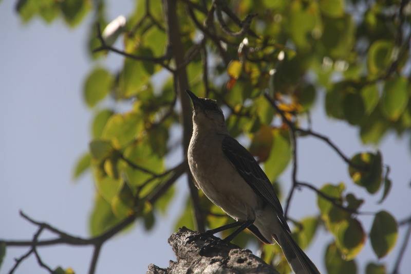 Rancho El Sobrino